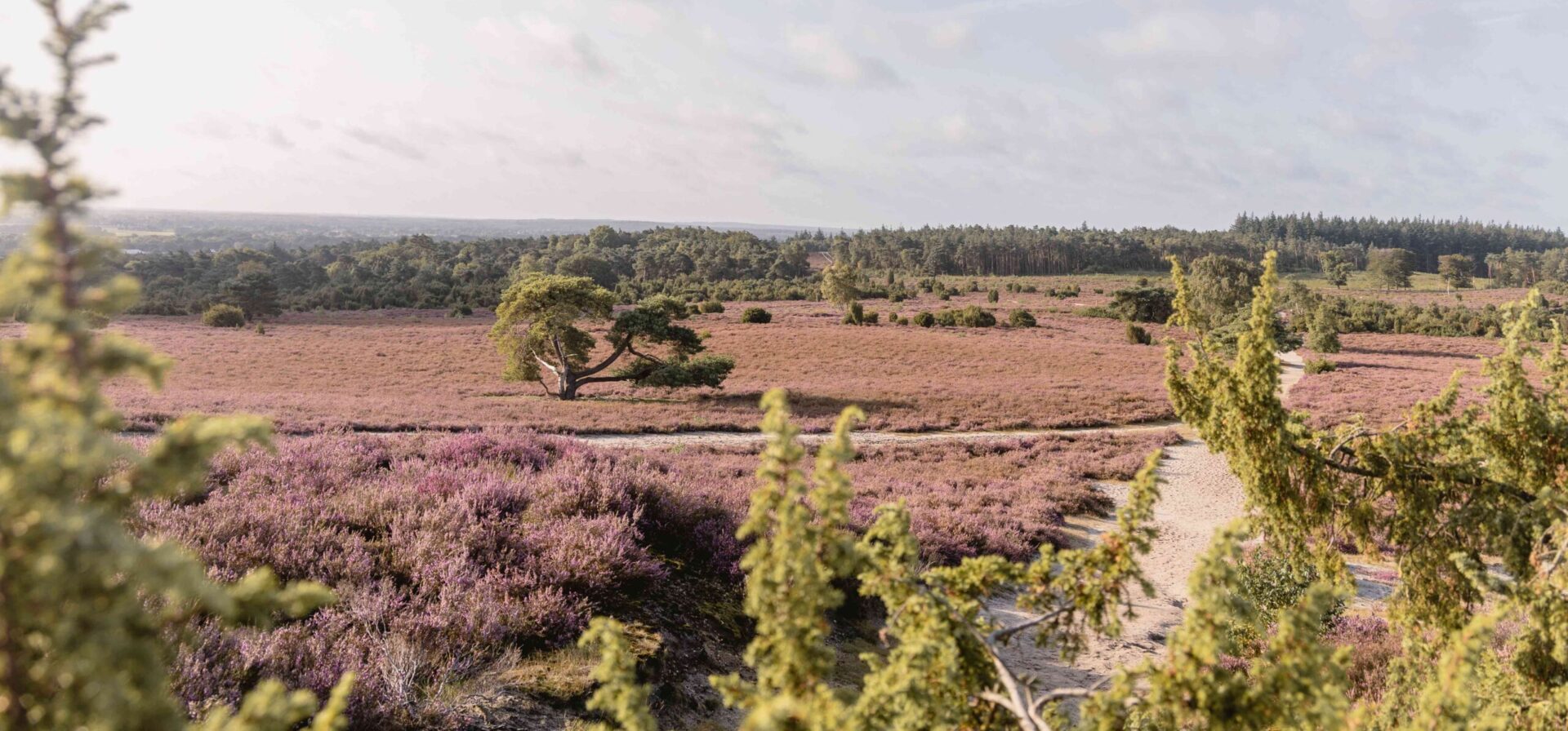 Heide in bloei bij natuurgebied Lemelerberg vanaf Lemeler Esch natuurcamping