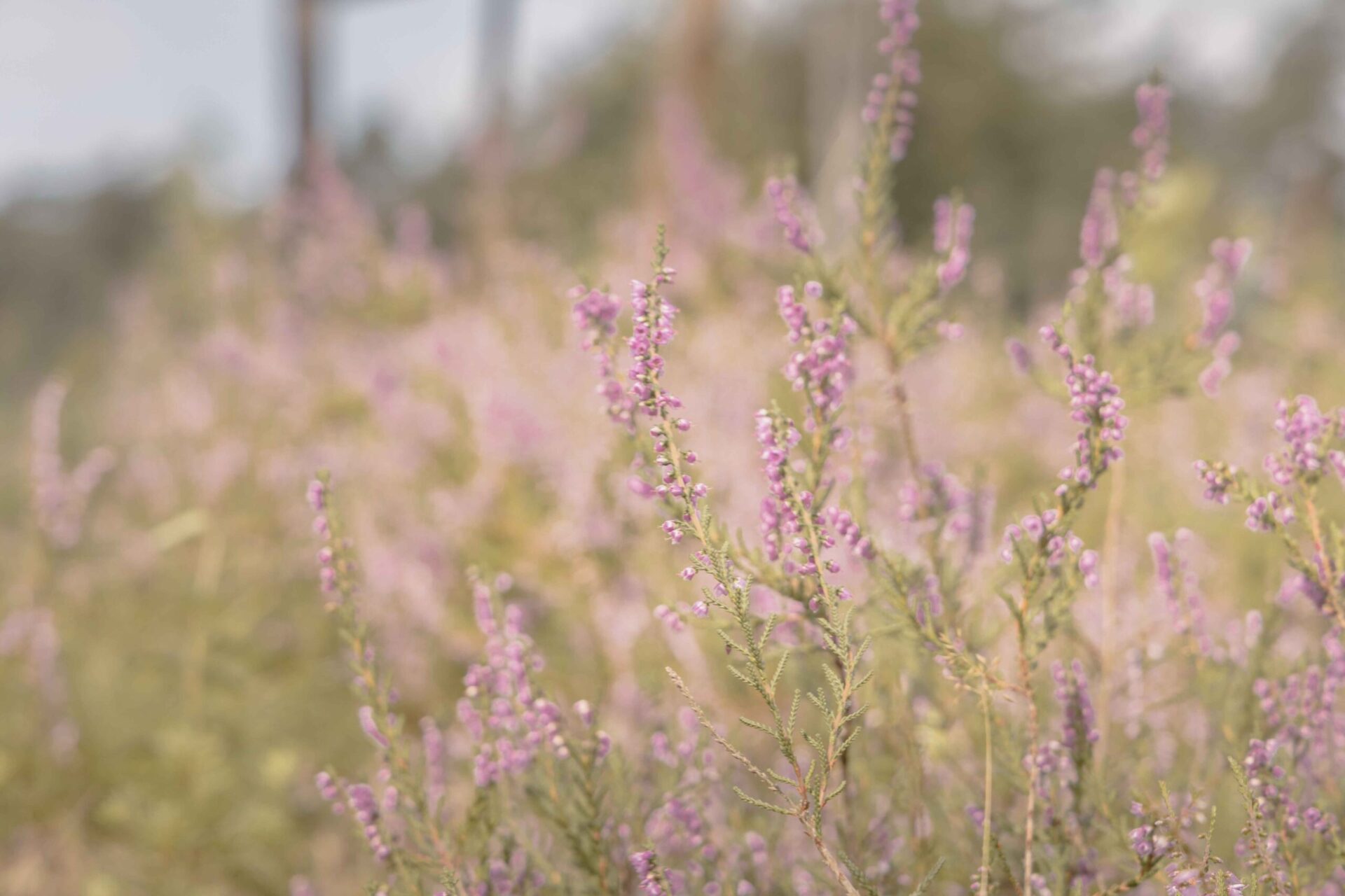 Heide in bloei bij natuurgebied Lemelerberg vanaf Lemeler Esch natuurcamping