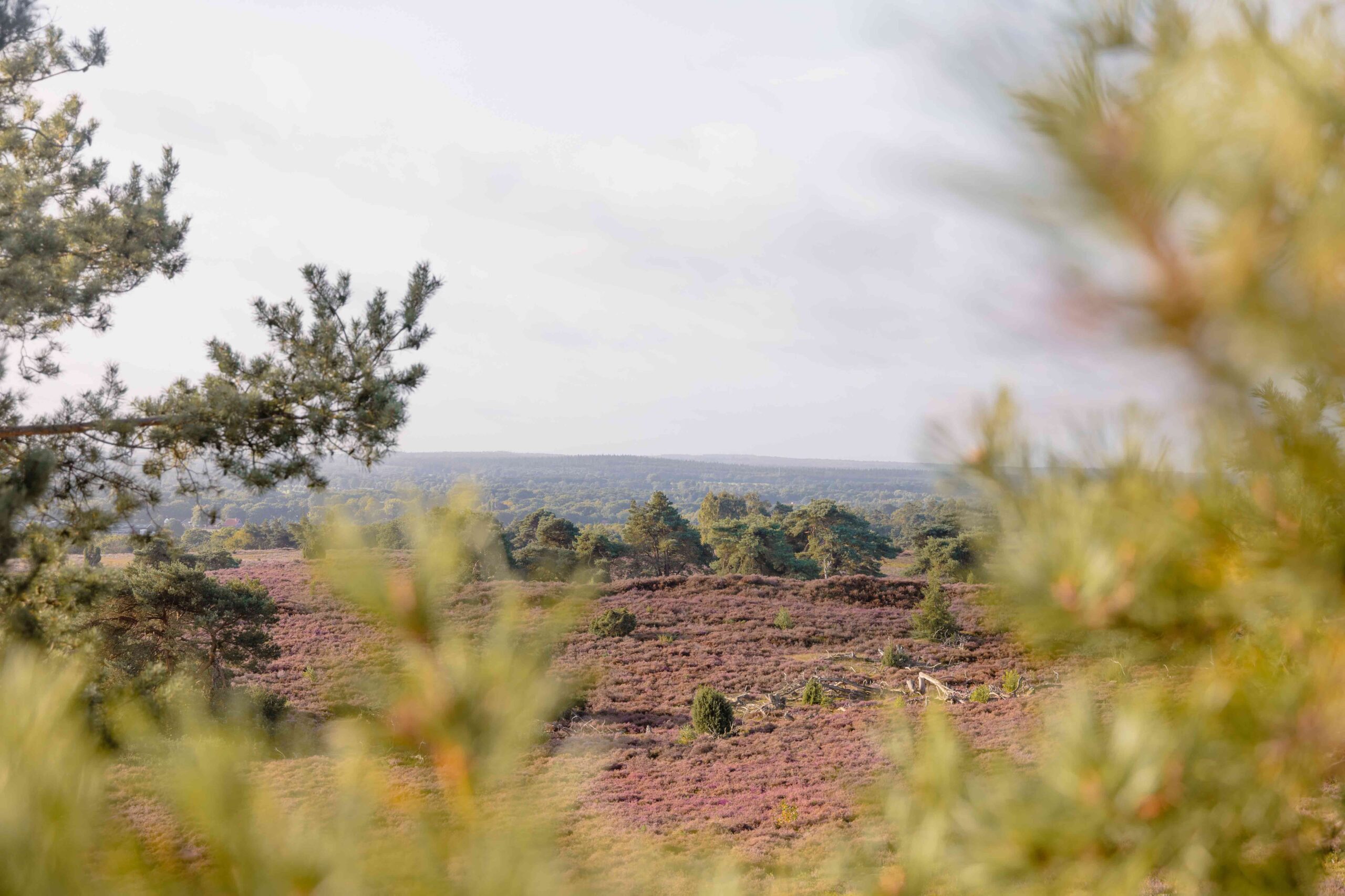 Heide in bloei op de Lemelerberg bij Lemeler Esch natuurcamping in Overijssel