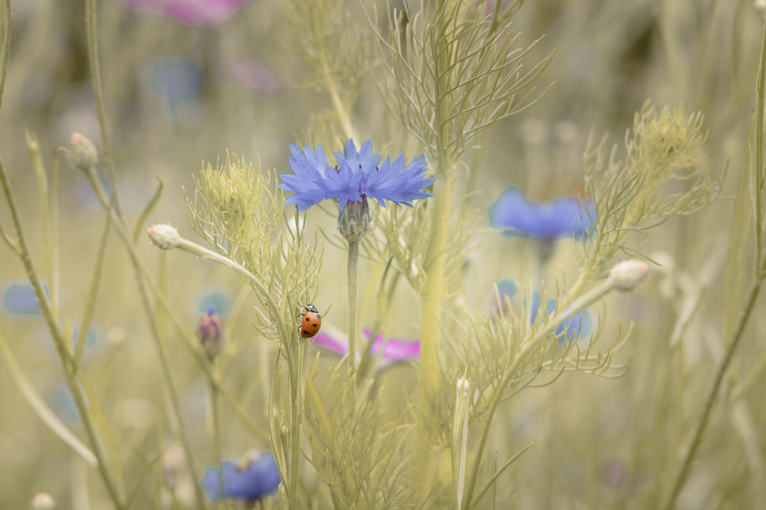 Lieveheersbeestje tussen inheemse bloemen op kampeerveld Akker bij natuurcamping Lemeler Esch