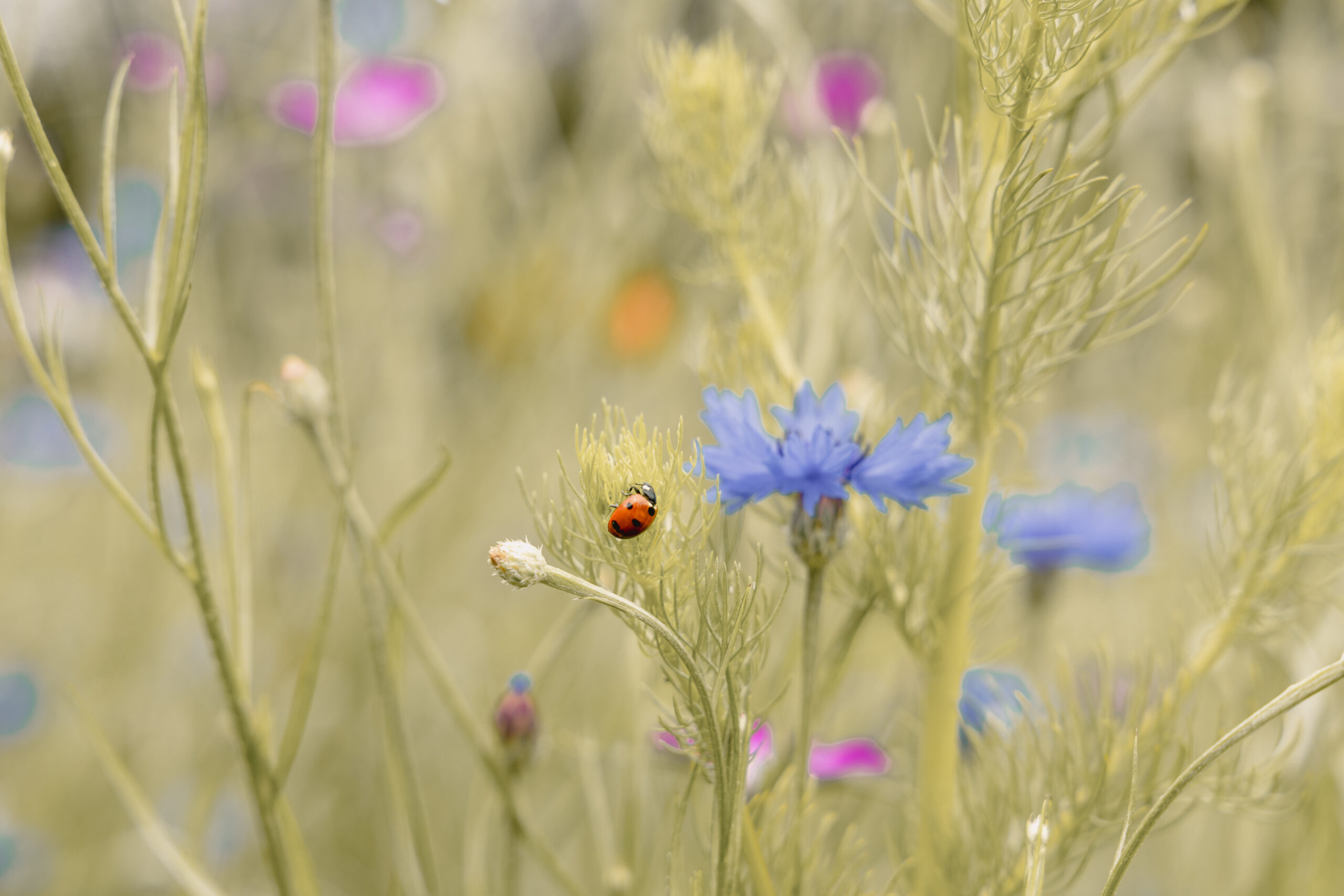 Lieveheersbeestje tussen inheemse bloemen op kampeerveld Akker bij natuurcamping Lemeler Esch