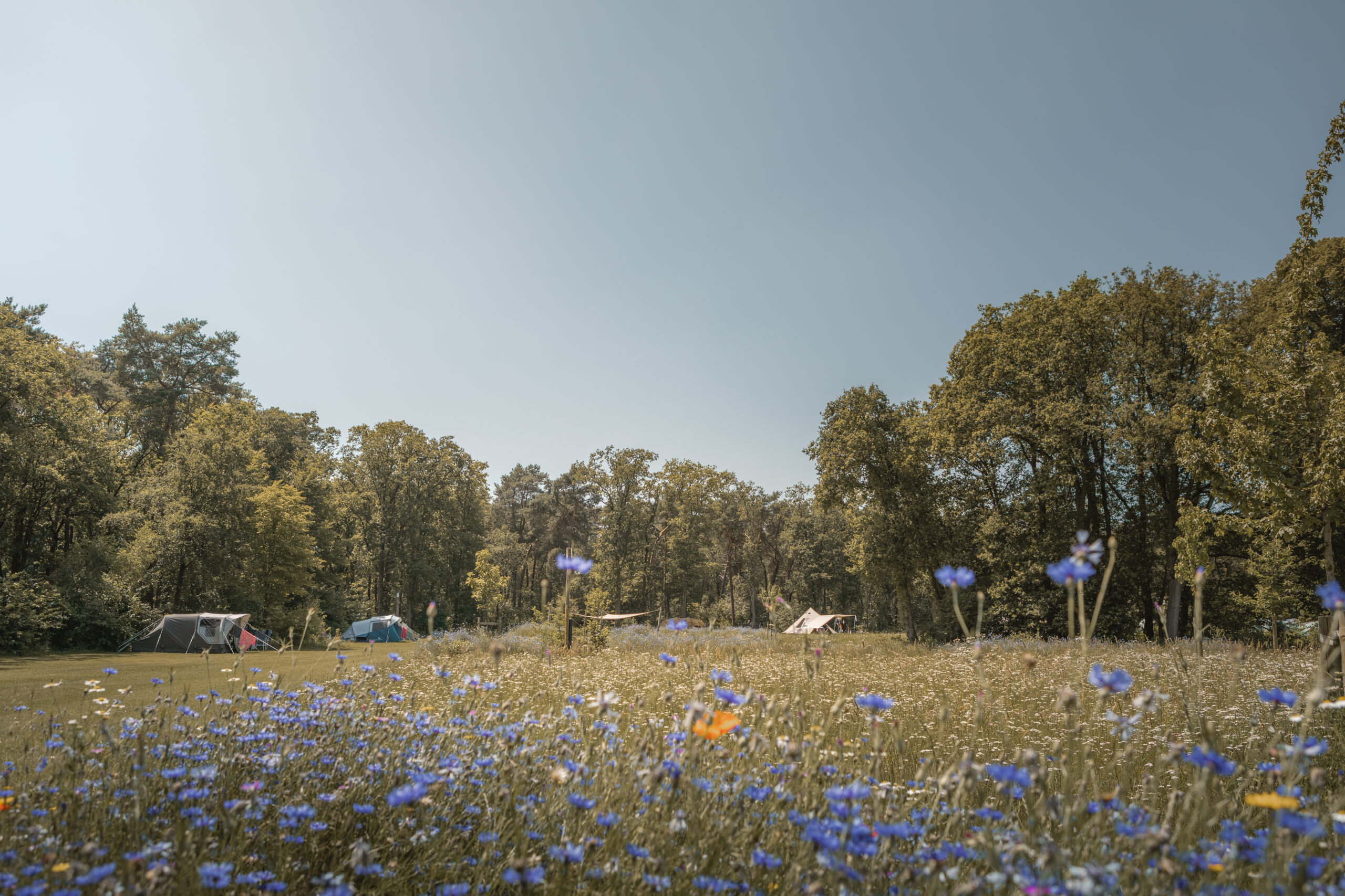 Kamperen op de Akker bij natuurcamping Lemeler Esch