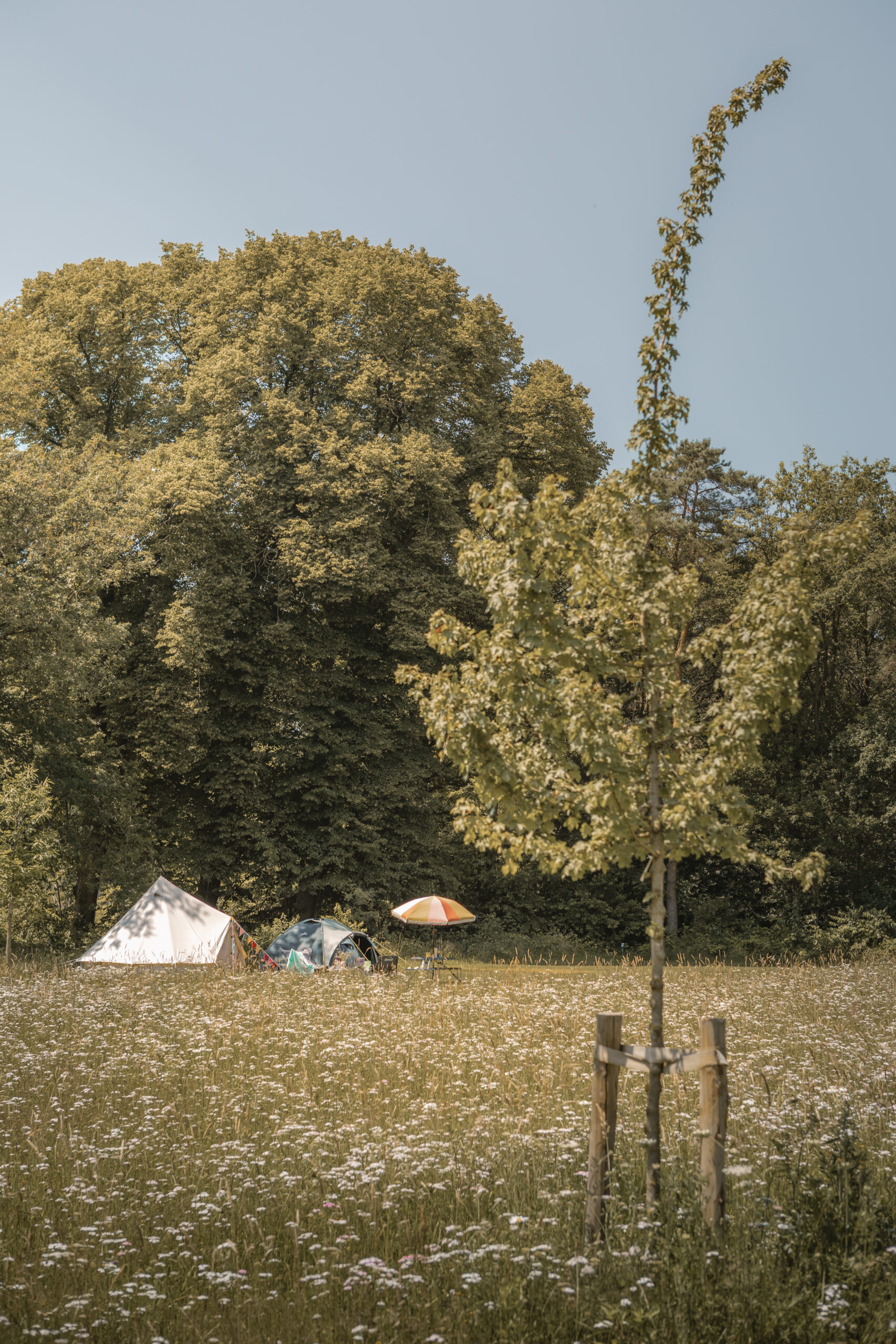 Kamperen op de Akker bij natuurcamping Lemeler Esch