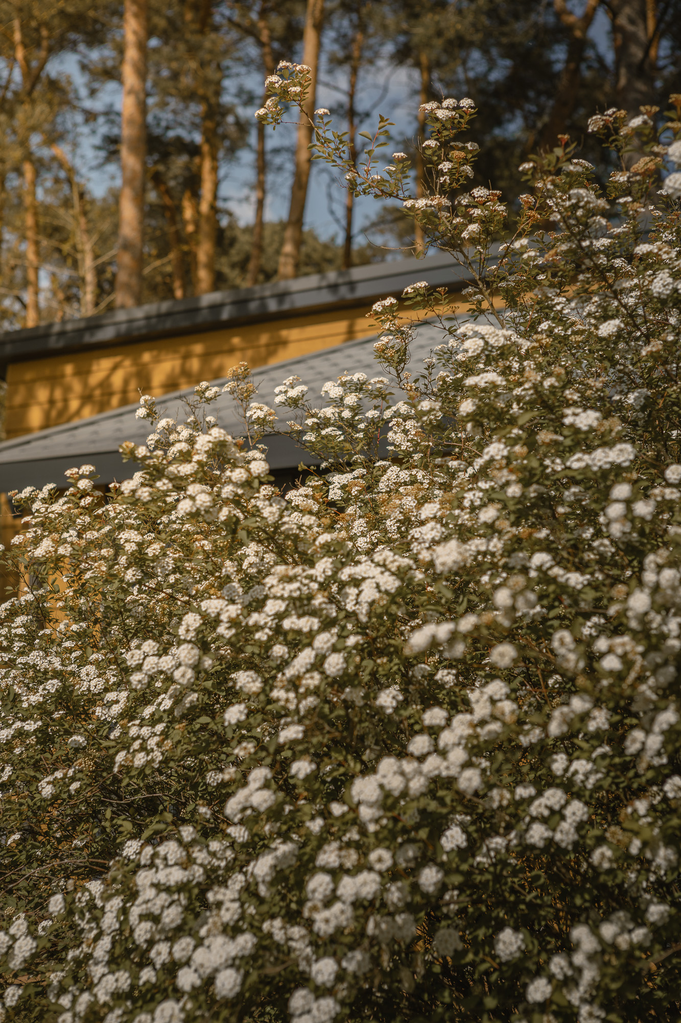 Lente bij bungalow op natuurcamping Lemeler Esch
