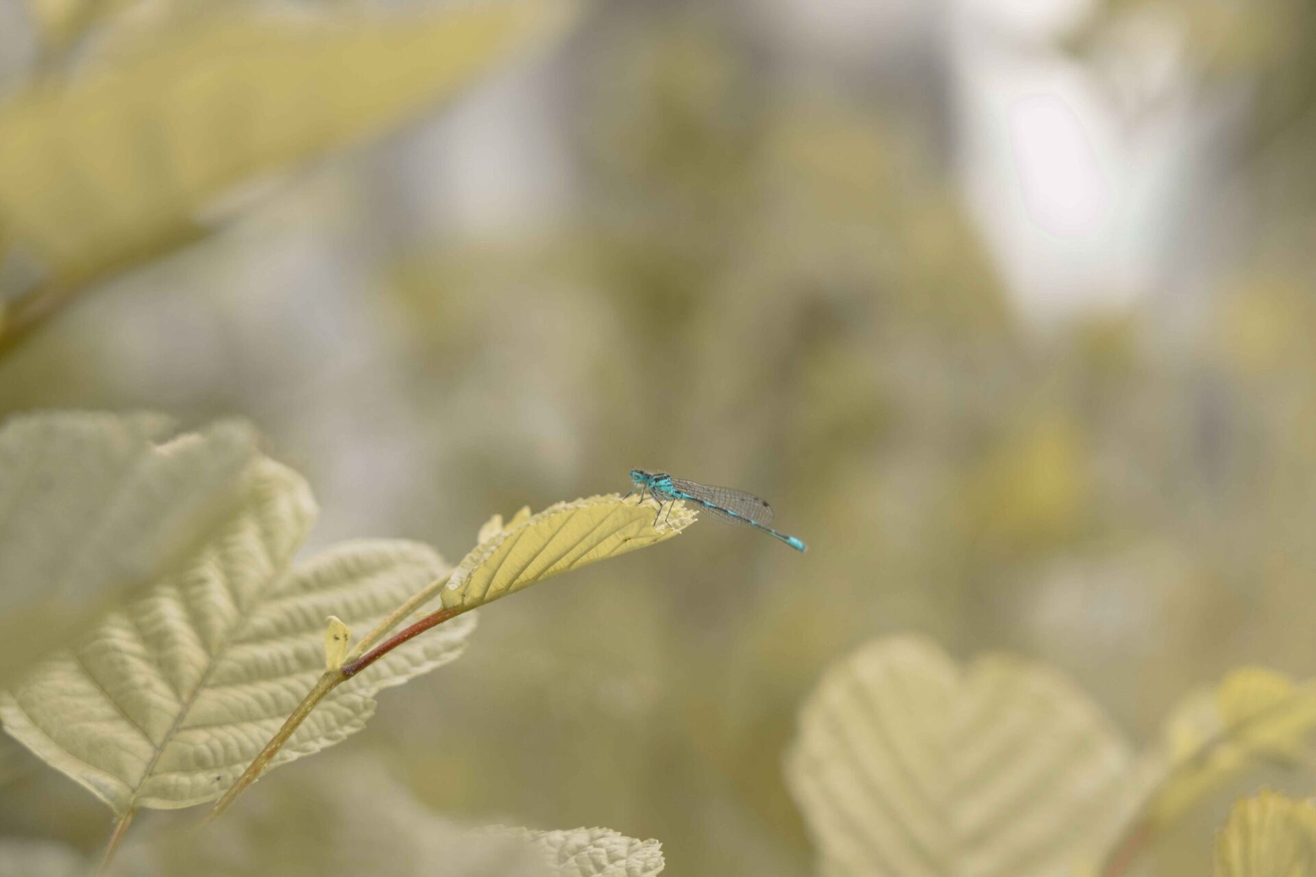 Een libelle aan rivier de Regge in de omgeving van Lemeler Esch natuurcamping