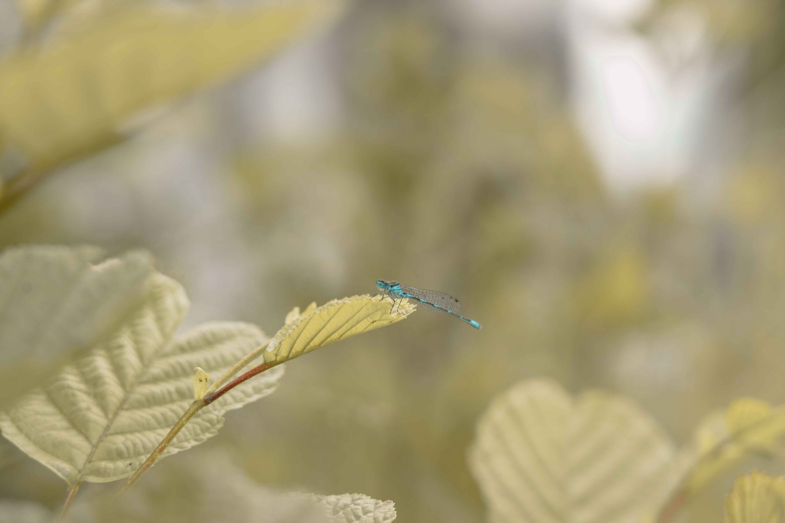 Een libelle aan rivier de Regge in de omgeving van Lemeler Esch natuurcamping