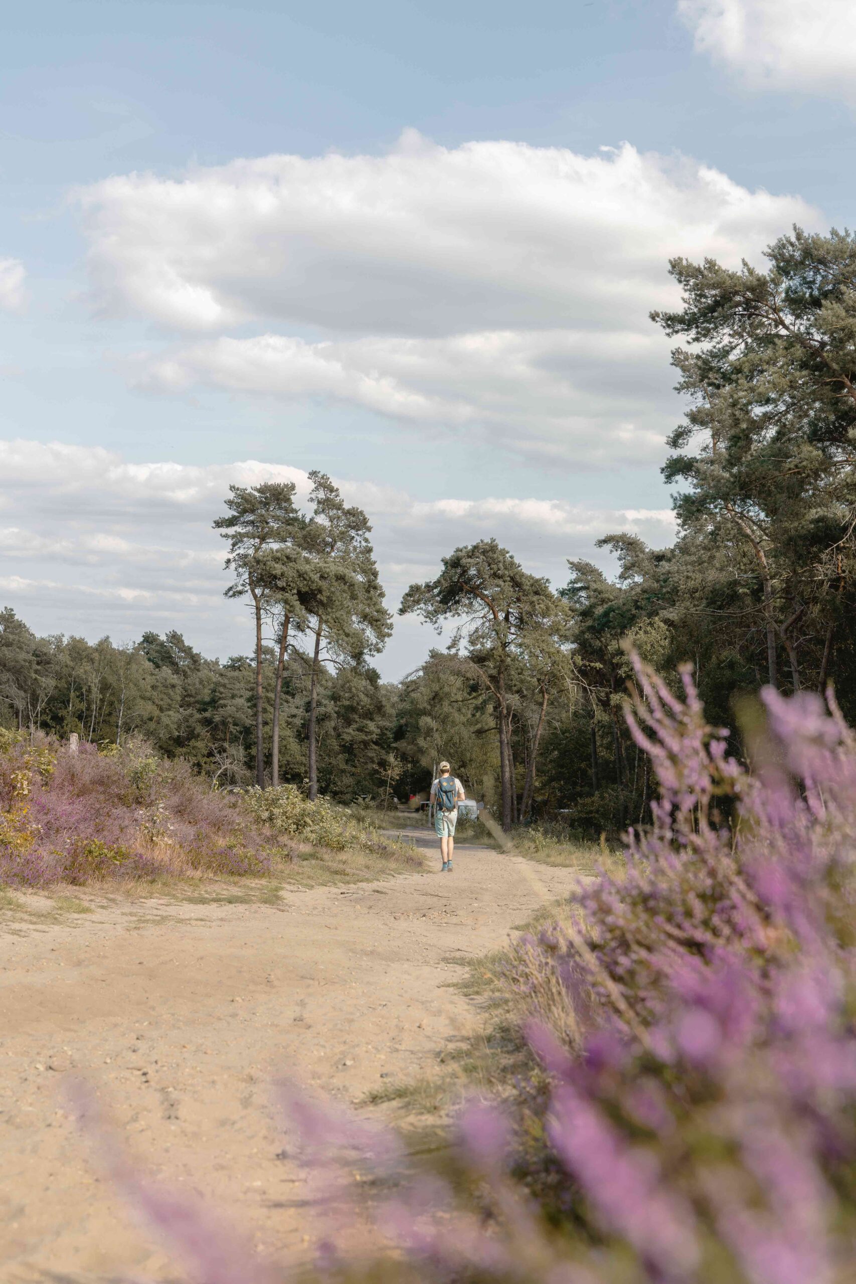 Wandelaar tussen de bloeiende heide bij Lemeler Esch natuurcamping aan de Lemelerberg