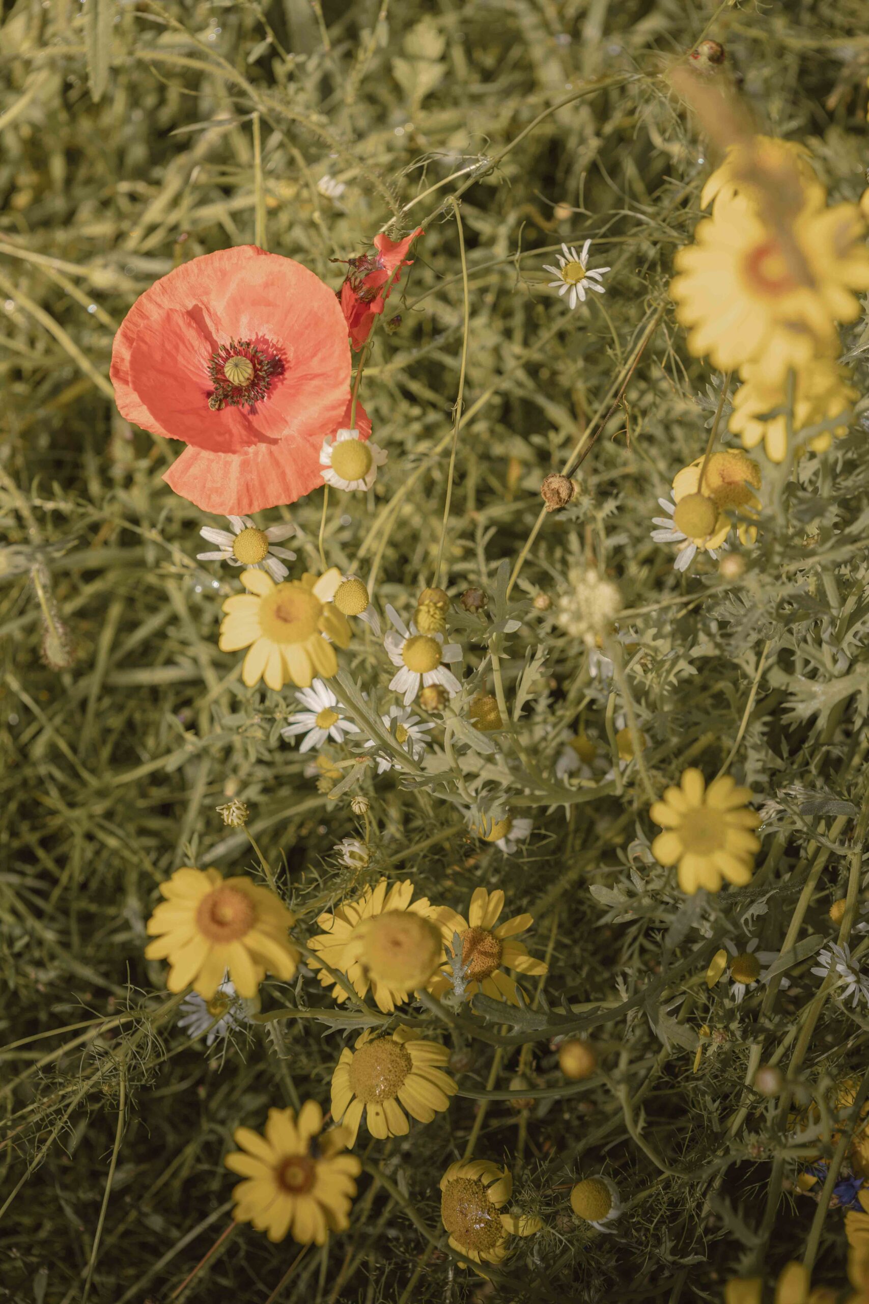 Bloemen op kampeerveld Bloemenweide van Lemeler Esch natuurcamping