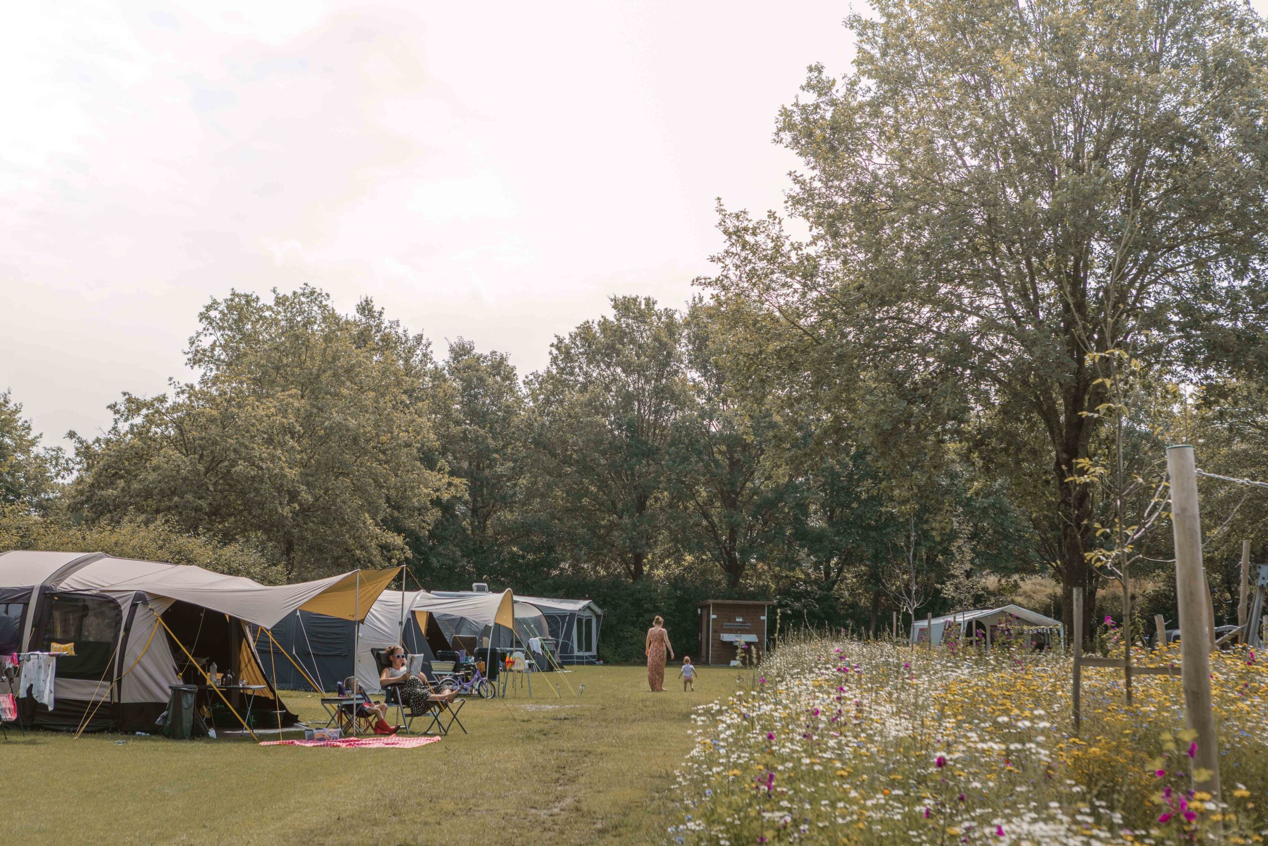 Kamperen tussen de bloemen op kampeerveld Bloemenweide van Lemeler Esch natuurcamping