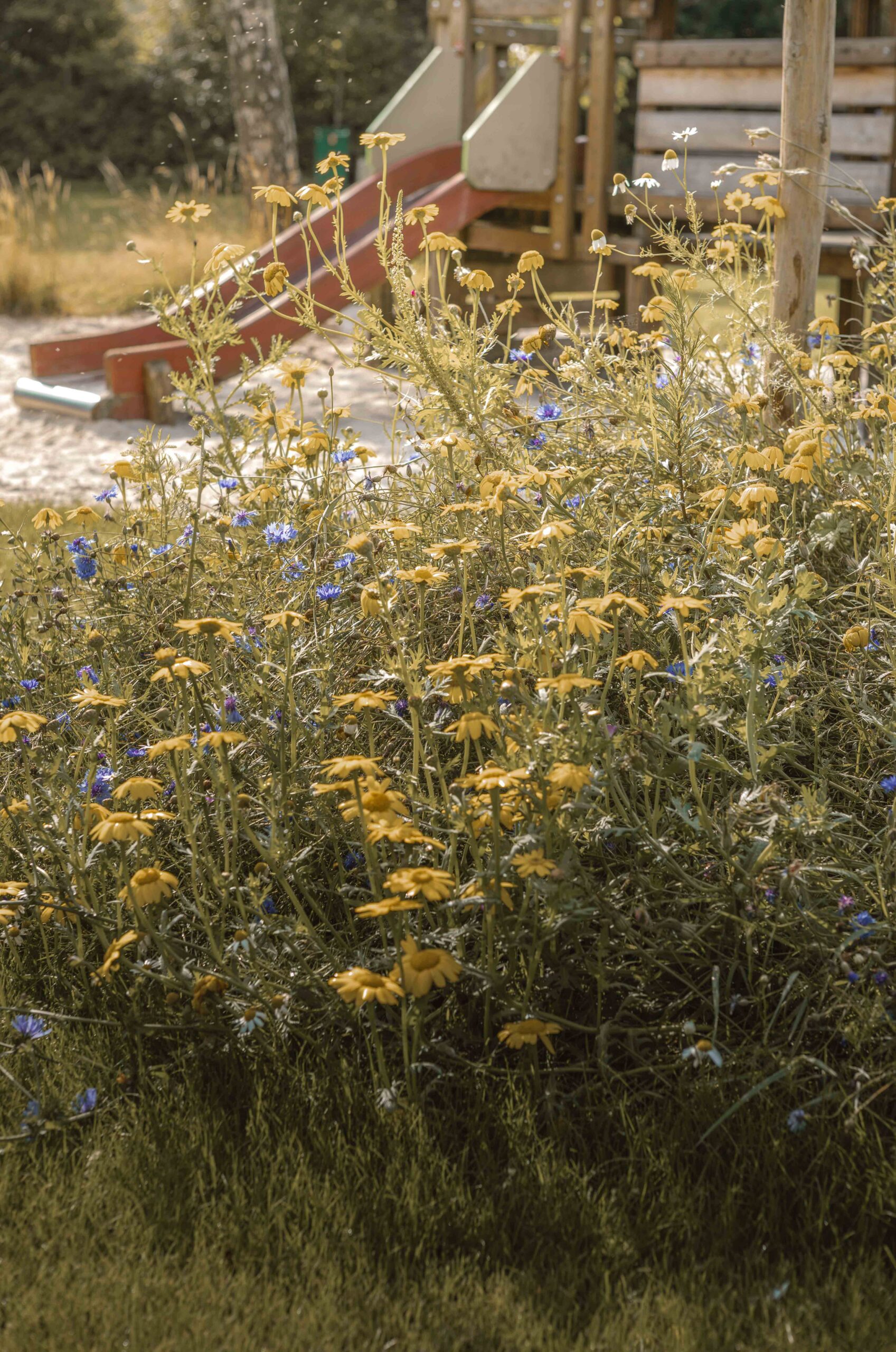 Bloemen bij glijbaan kampeerveld Boomgaard bij Lemeler Esch natuurcamping