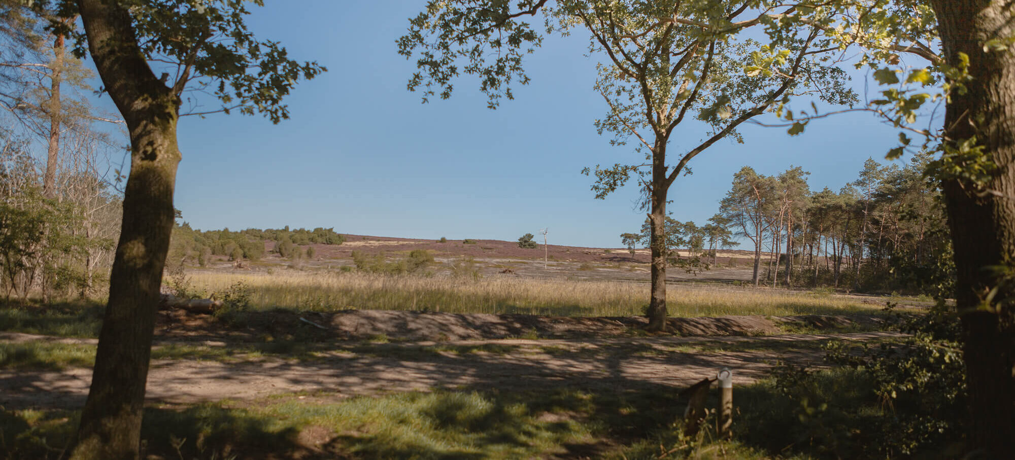 Uitzicht heide vanaf kampeerveld Heidezicht bij Lemeler Esch natuurcamping