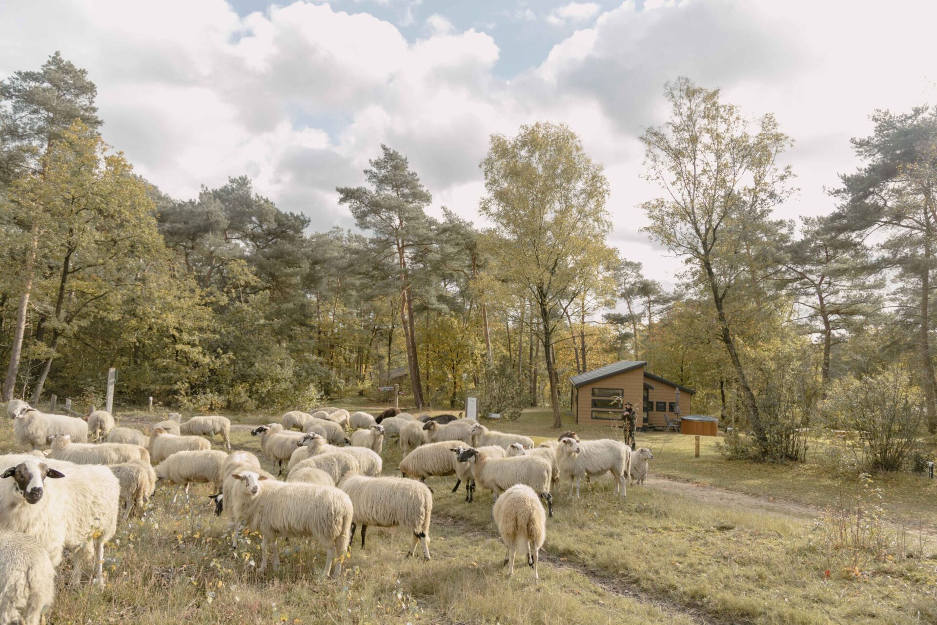 Schaapskudde dichtbij bungalow bij Lemeler Esch natuurhuisjes in Overijssel