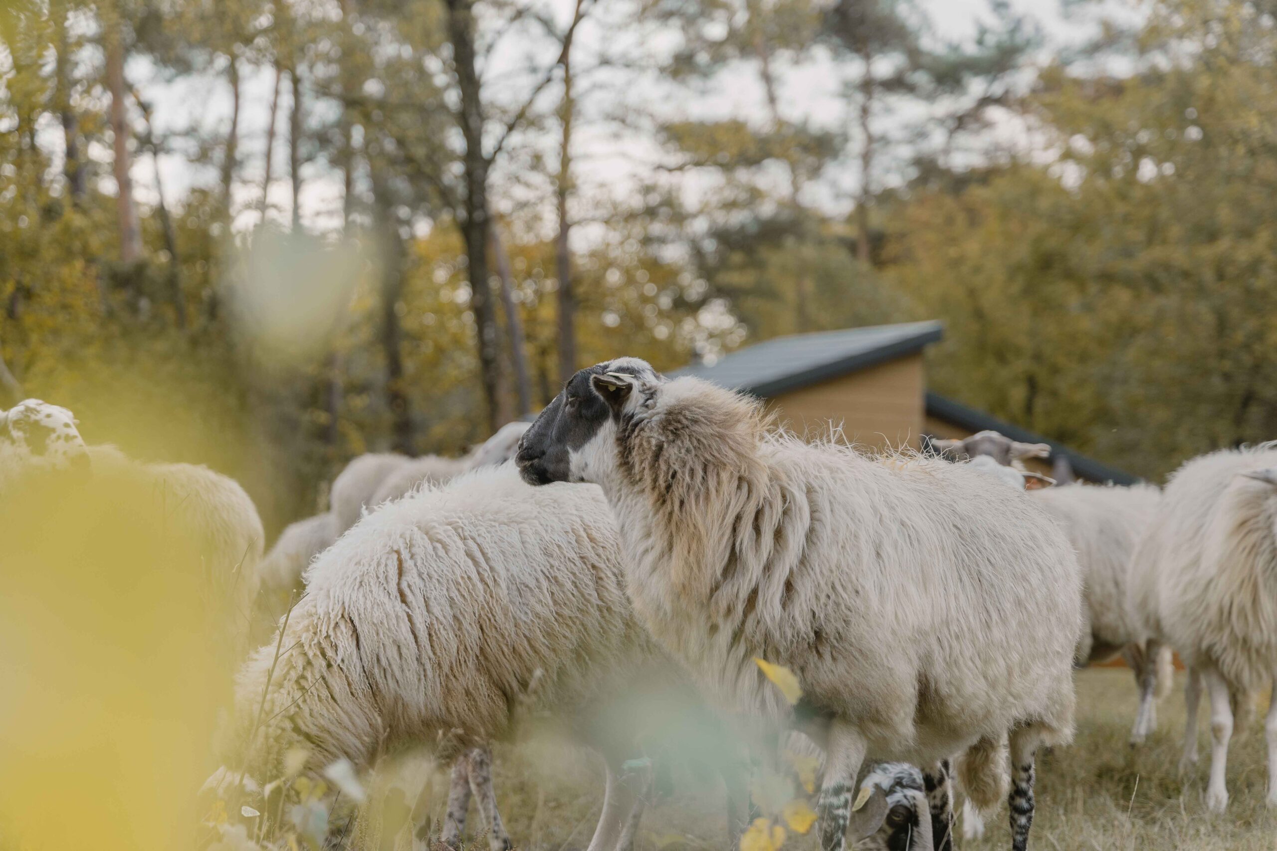 Schaapskudde dichtbij bungalow van Lemeler Esch natuurhuisjes in Overijssel