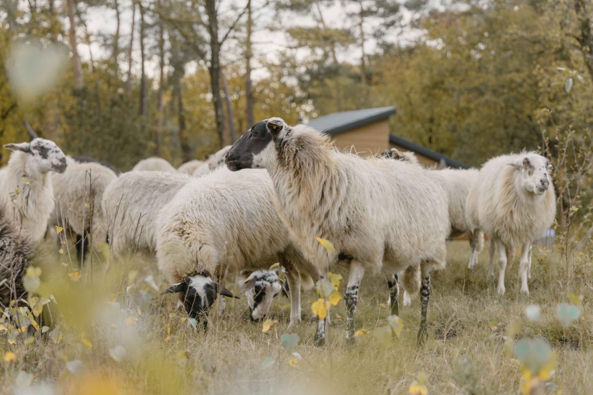 Schaapskudde dichtbij bungalow van Lemeler Esch natuurhuisjes in Overijssel