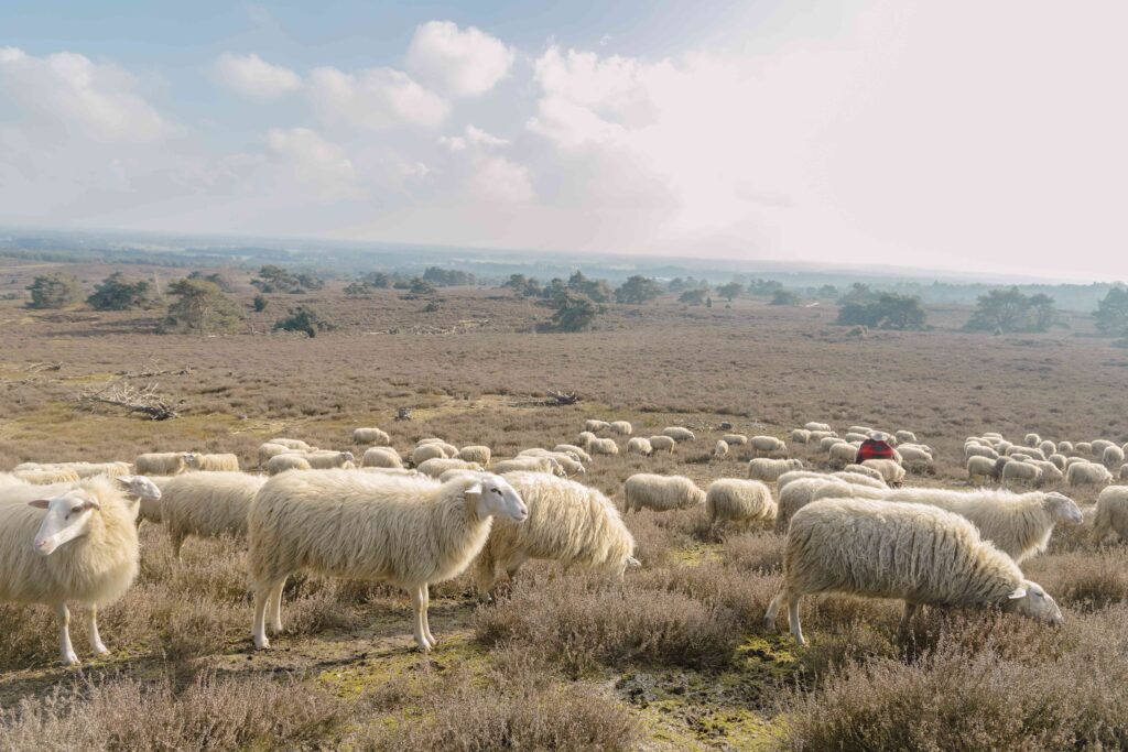 Zo 20 dec. | Kerstwandeling Lemelerberg 🐑