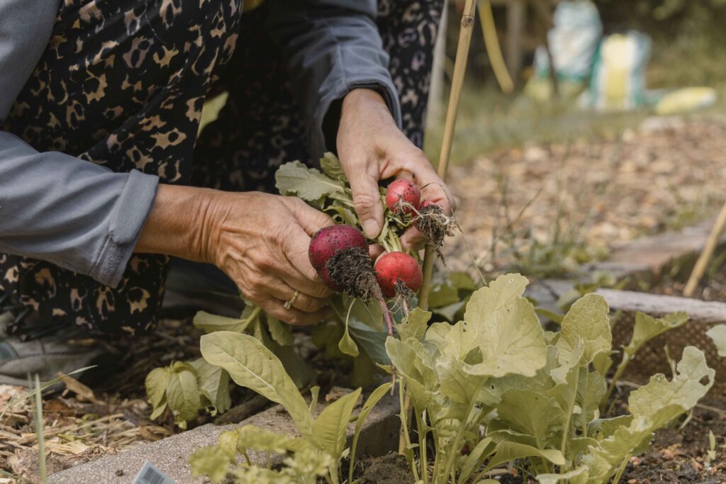 Waarom onze moestuin extra bijzonder is