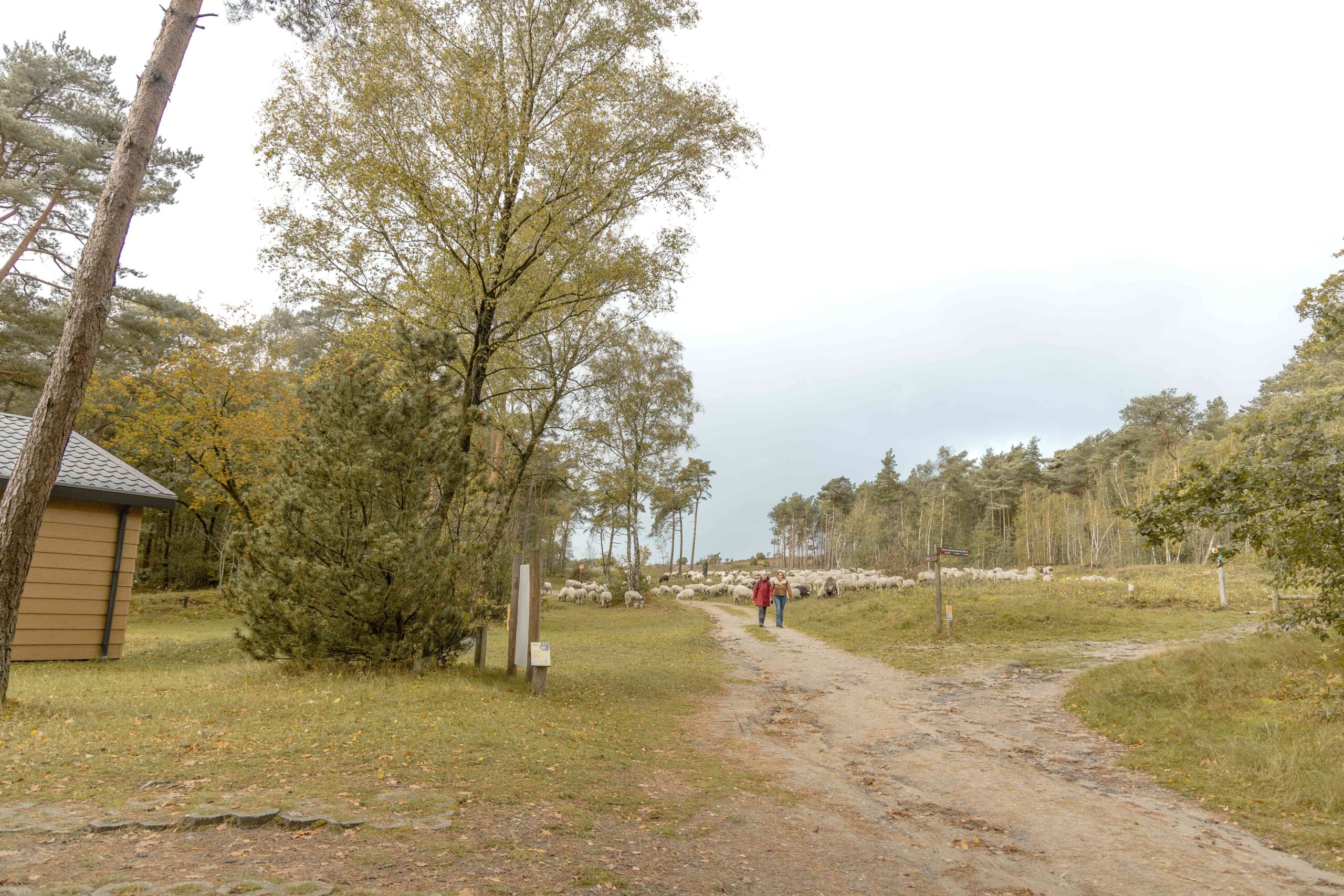 Wandelaars tussen schaapskudde bij bungalow Lemeler Esch natuurcamping in Overijssel