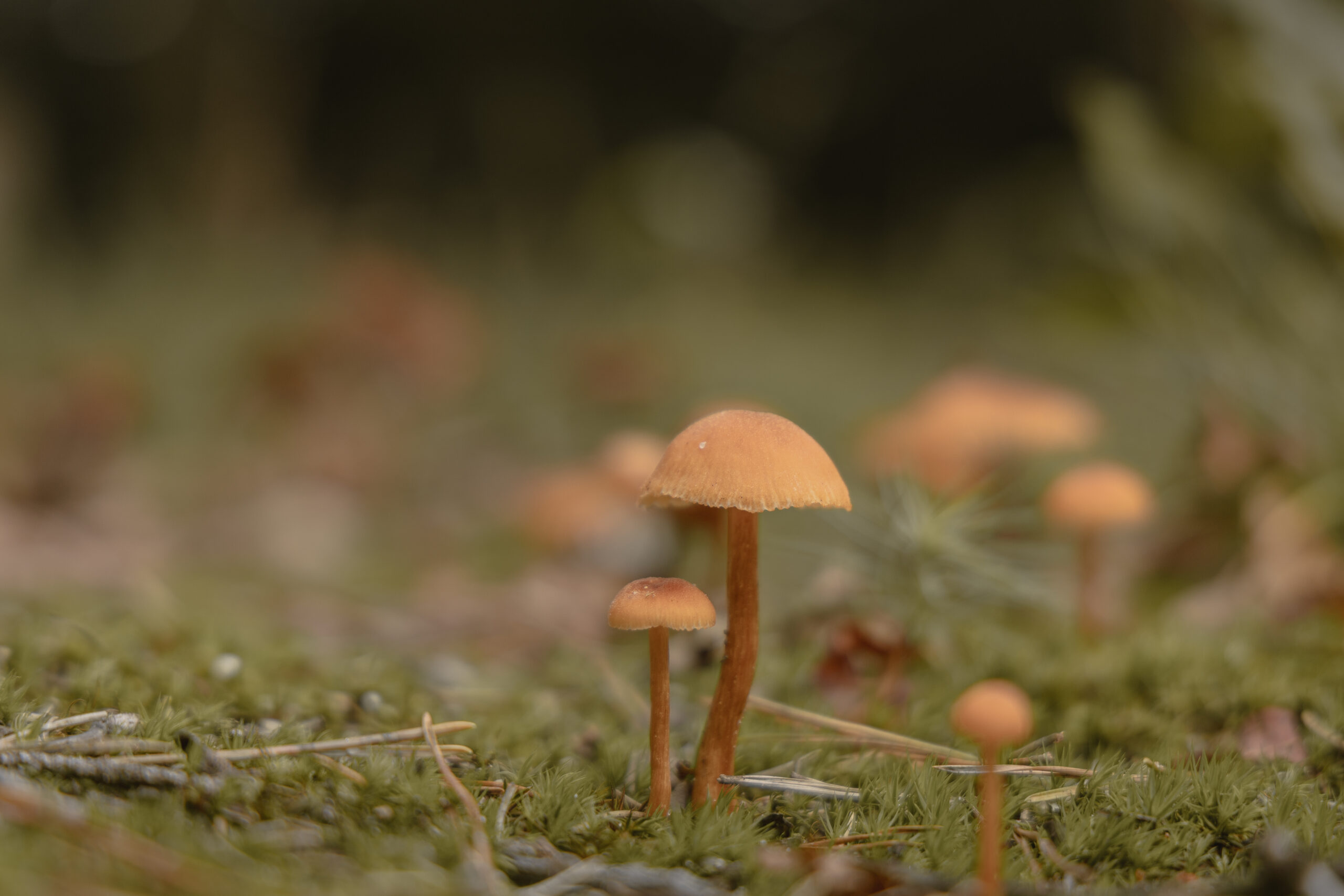 Paddenstoel bij natuurcamping Lemeler Esch in Overijssel