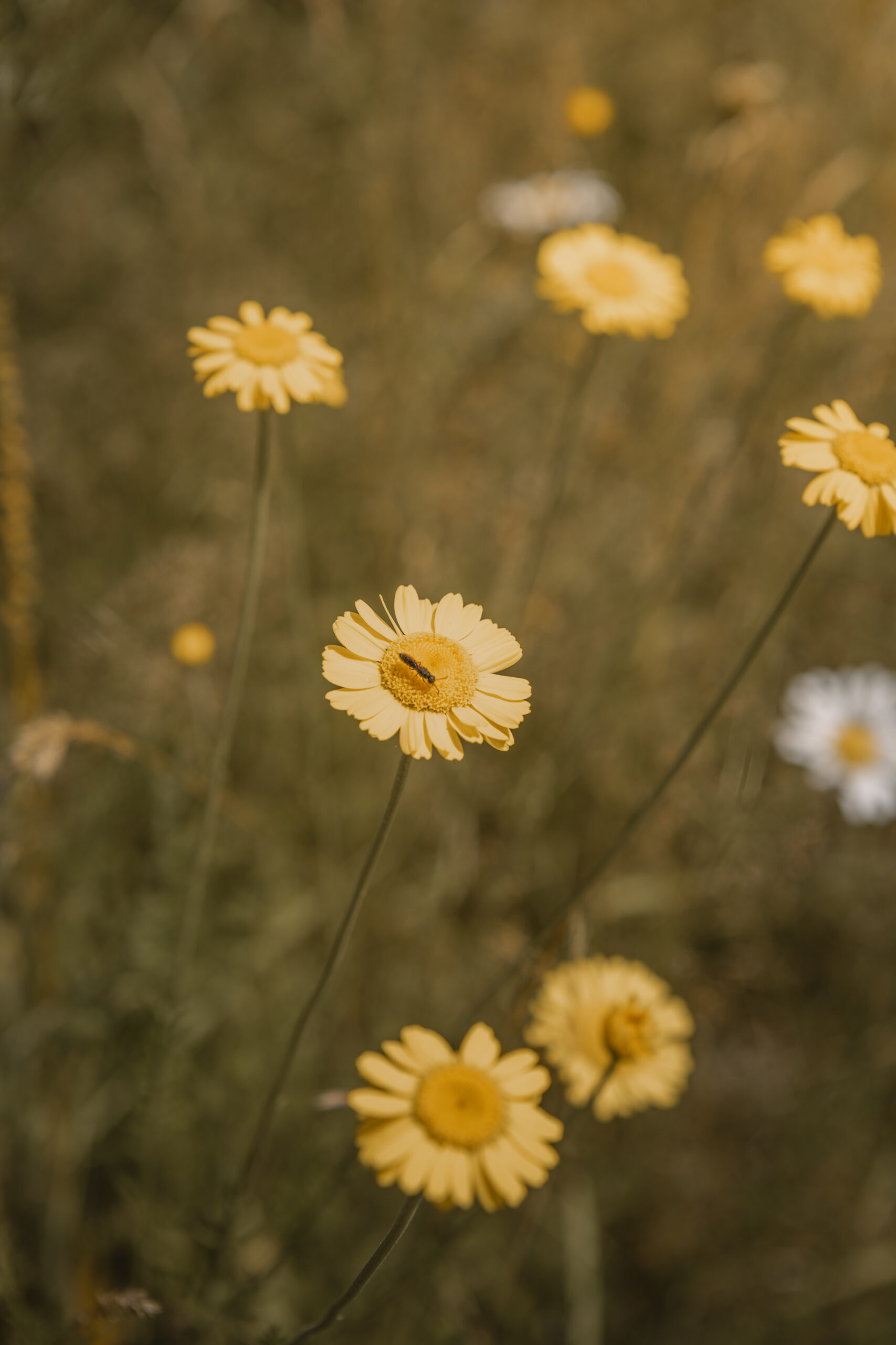 Kamperen tussen de bloemen bij natuurcamping Lemeler Esch