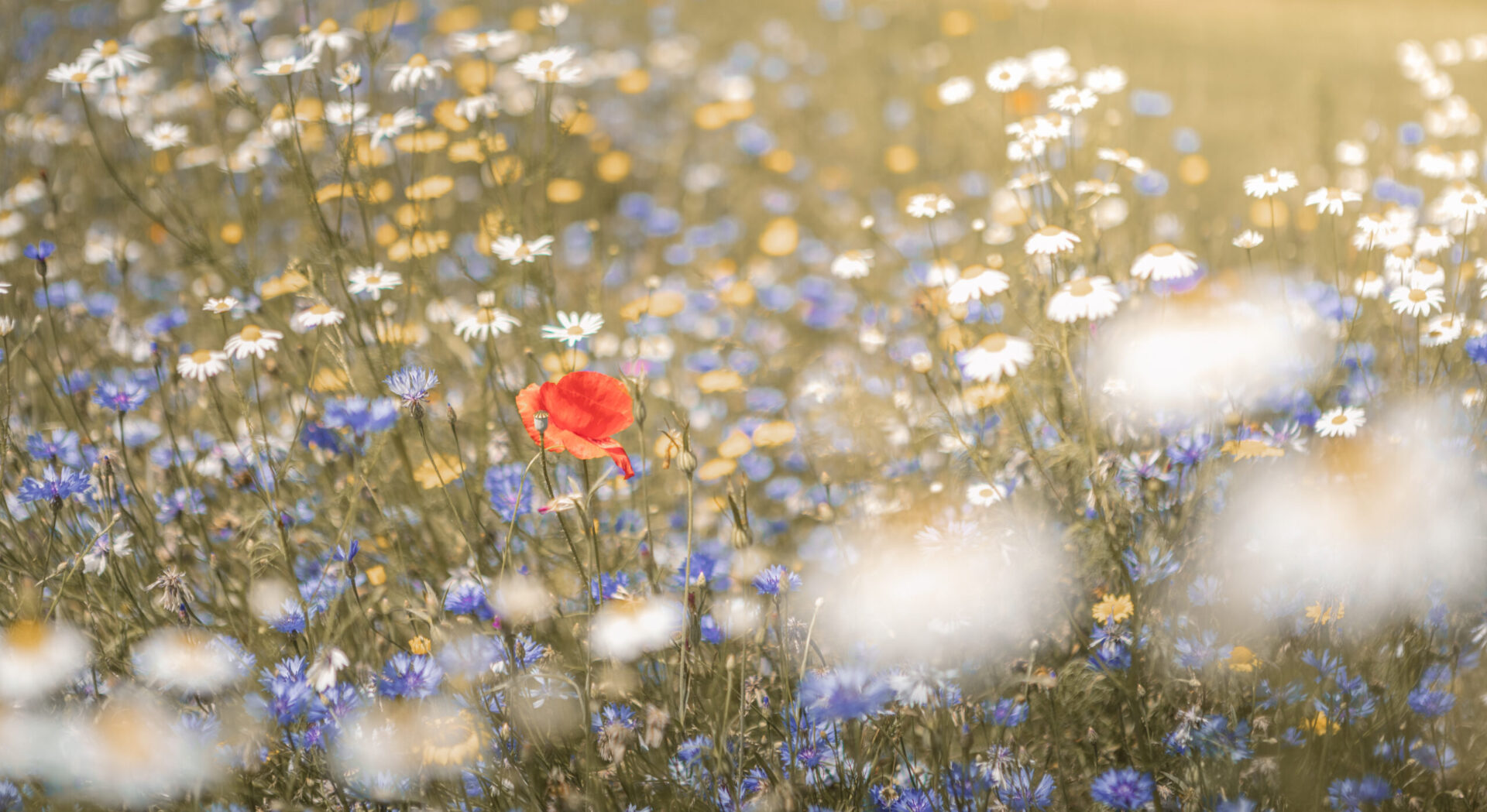 Kamperen tussen de bloemen bij natuurcamping Lemeler Esch