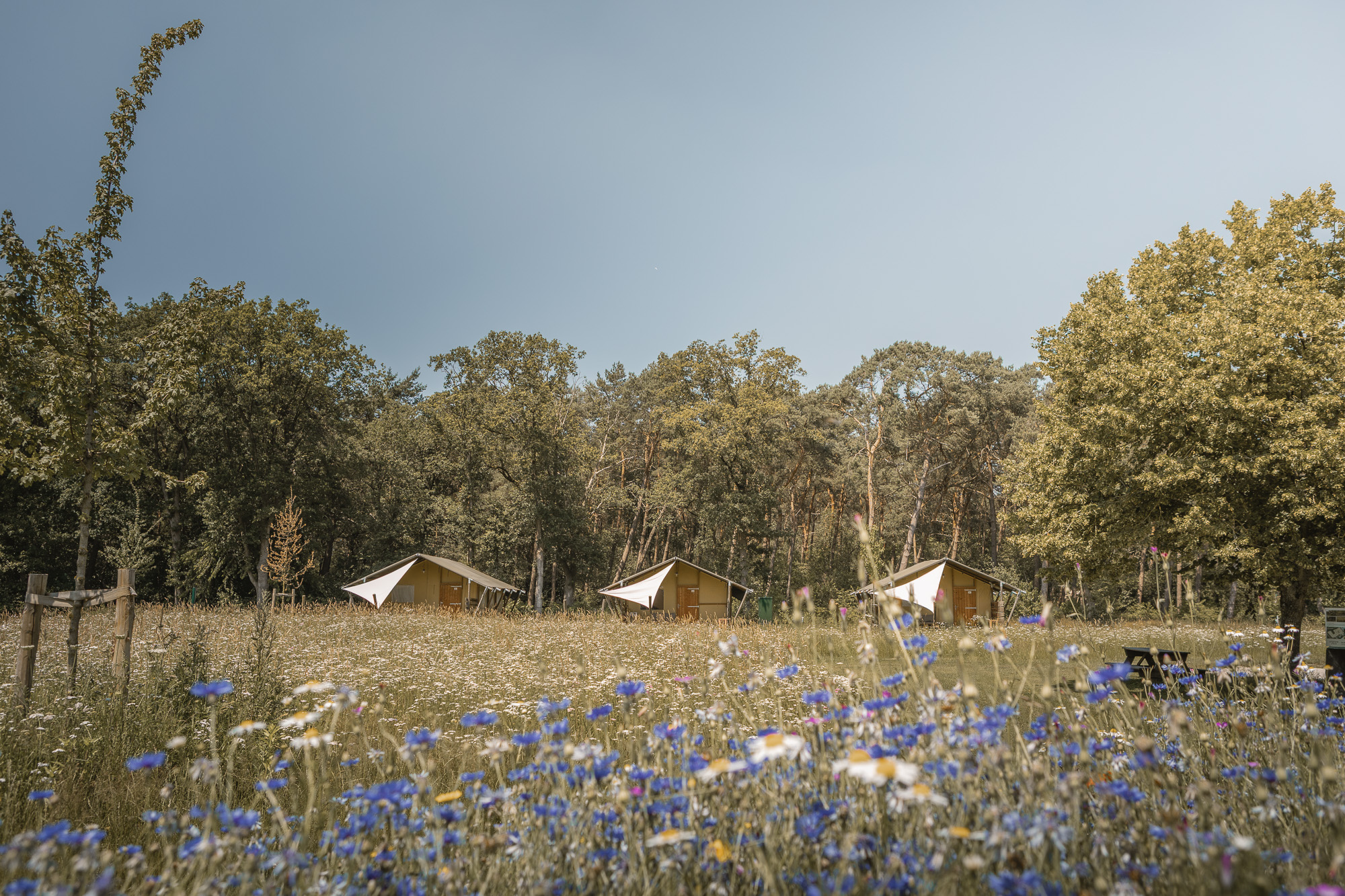 Bloemen in bloei bij Lodgetent op kampeerveld Akker bij natuurcamping Lemeler Esch