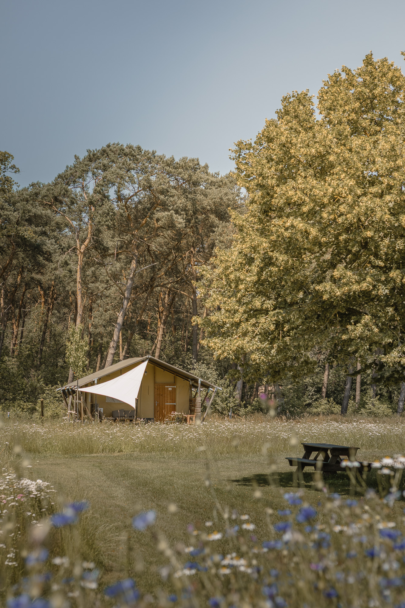 Bloemen in bloei bij Lodgetent op kampeerveld Akker bij natuurcamping Lemeler Esch