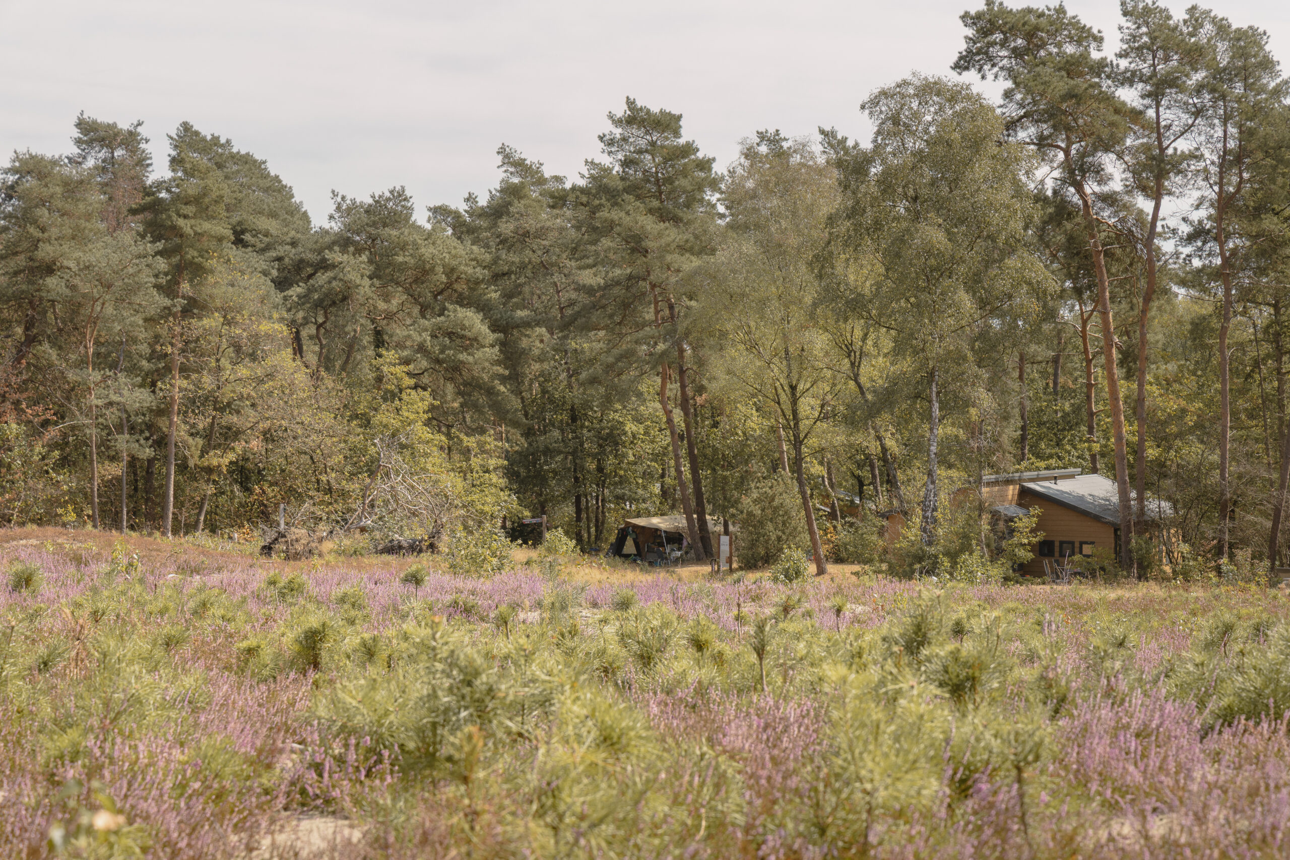 Camping met zicht op de heide bij natuurcamping Lemeler Esch