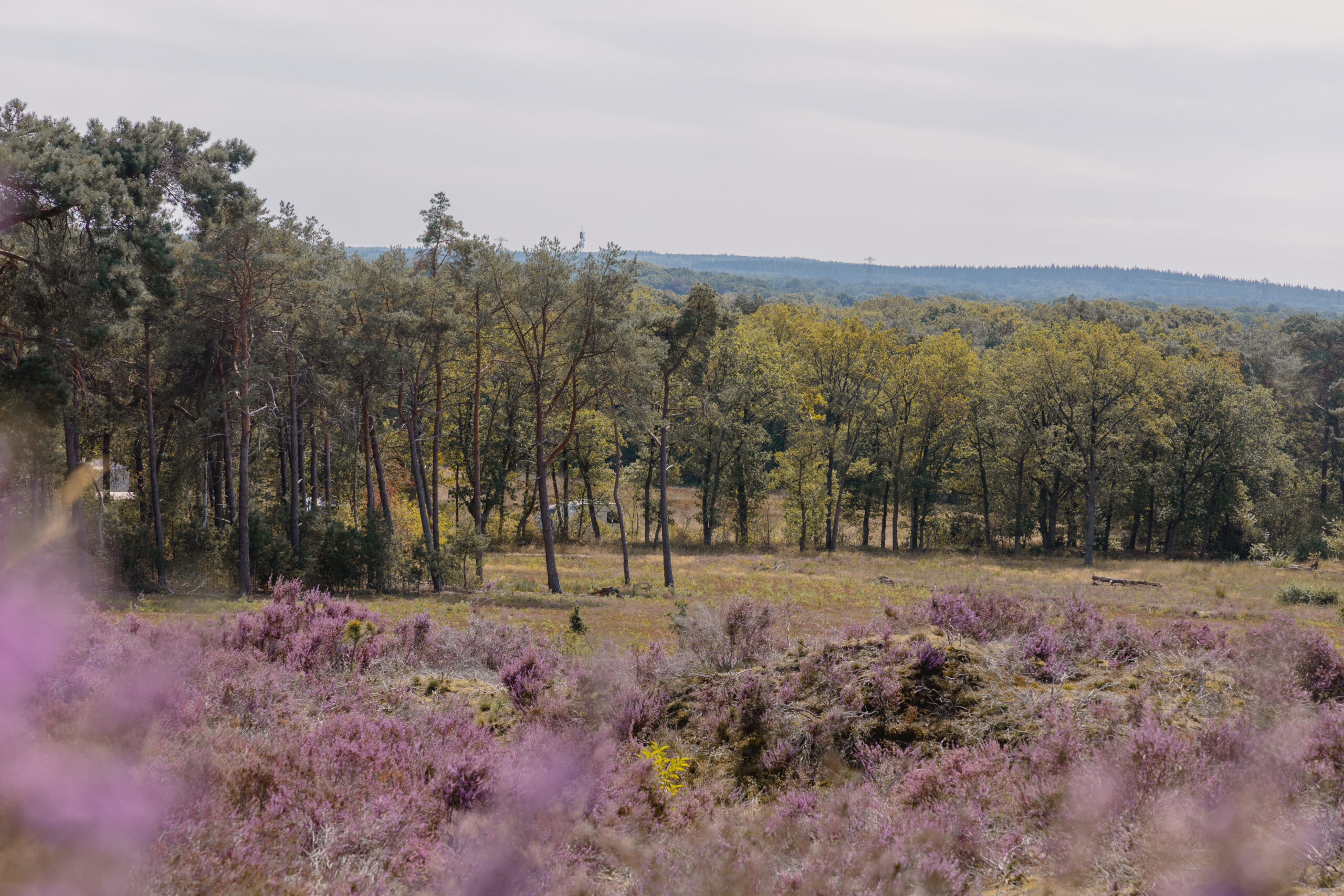 Heide in bloei op de Lemelerberg bij natuurcamping Lemeler Esch