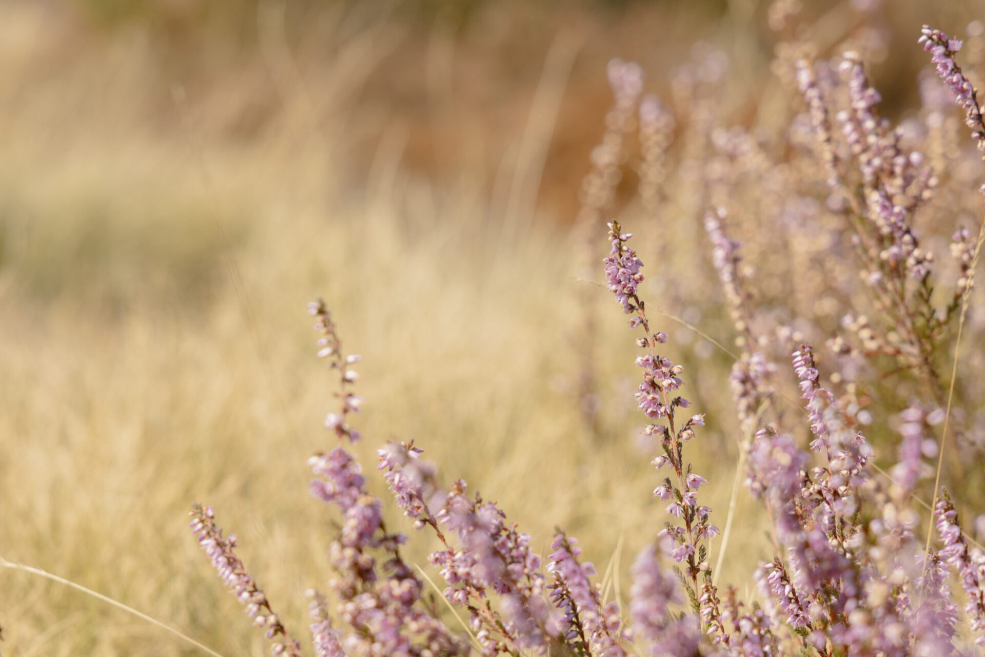 Heide in bloei bij natuurcamping Lemeler Esch