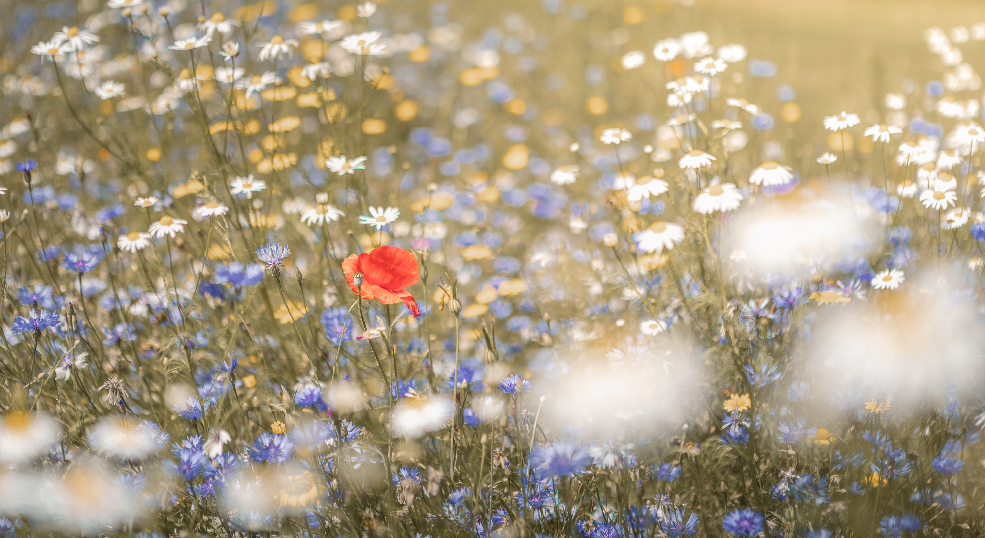 Inheemse bloemen bij natuurcamping Lemeler Esch