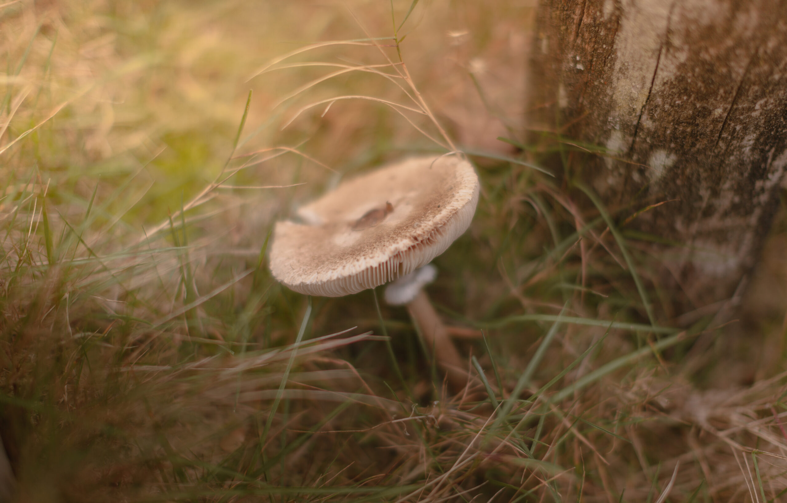 Paddenstoel bij natuurcamping Lemeler Esch